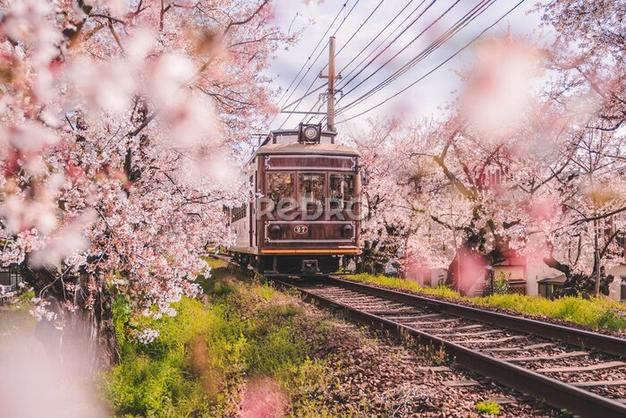 Papier peint  Paysage avec train et cerisier en fleurs à Kyoto
