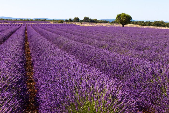Papier peint  Paysage avec un champ de lavande