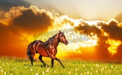 Papier peint  Paysage avec un cheval et le coucher du soleil