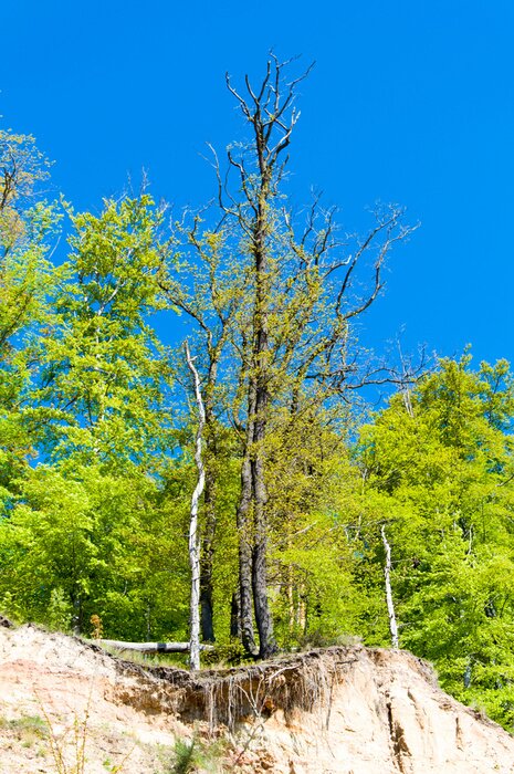 Papier peint  Paysage avec une forêt verte