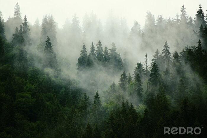 Papier peint  Paysage brumeux avec forêt de sapin dans le style rétro vintage hipster