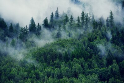 Papier peint  Paysage brumeux avec forêt de sapins. Brouillard du matin dans les montagnes. Beau paysage avec vue sur la montagne et le brouillard du matin.