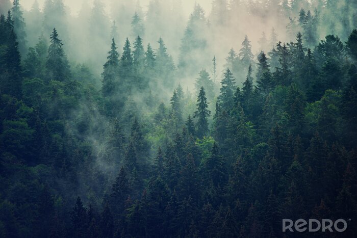 Papier peint  Paysage brumeux avec forêt de sapins dans un style rétro vintage hipster