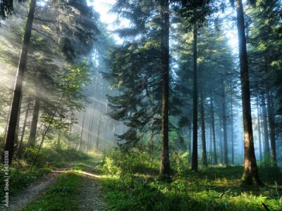 Papier peint  Paysage brumeux d’une forêt verte