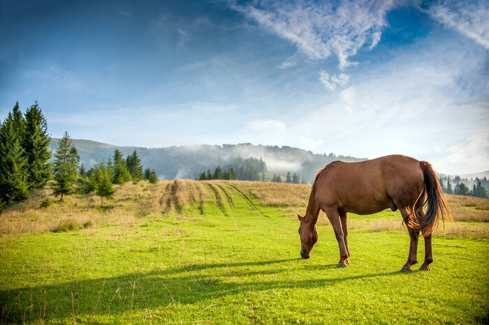 Papier peint  Paysage buccolique avec un cheval