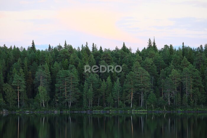 Papier peint  Paysage calme de forêt de conifères