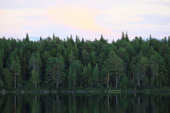 Papier peint  Paysage calme de forêt de conifères