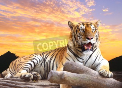 Papier peint  Paysage coloré avec un tigre