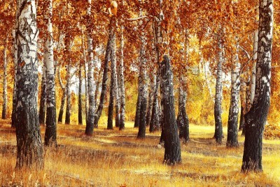 Papier peint  Paysage d'automne avec bouleaux