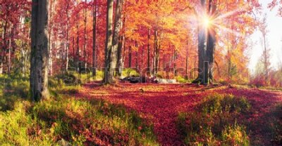 Papier peint  Paysage d'automne forêt le matin avec des feuilles colorées