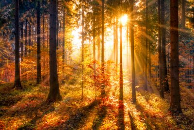Papier peint  Paysage d'automne lever du soleil dans la forêt décor naturel