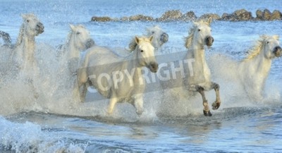 Papier peint  Paysage d'été et chevaux