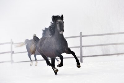 Paysage d'hiver avec les chevaux
