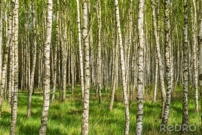 Papier peint  Paysage d'un bosquet de bouleaux