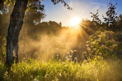 Papier peint  Paysage d'une prairie avec lever du soleil