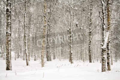 Papier peint  Paysage de bouleaux dans la neige
