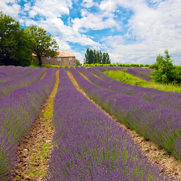 Papier peint  Paysage de champs avec des fleurs de lavande