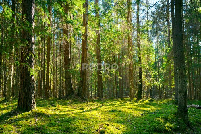 Papier peint  Paysage de clairière verte dans la forêt