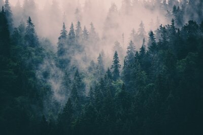 Papier peint  Paysage de forêt brumeuse