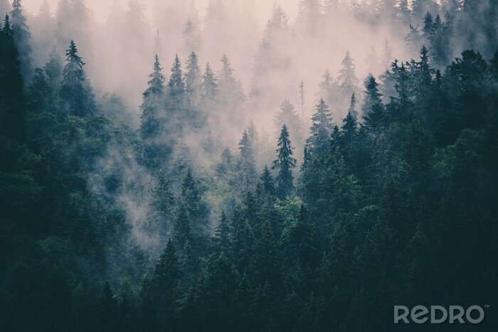 Papier peint  Paysage de forêt brumeuse
