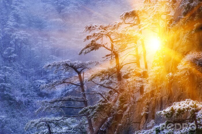 Papier peint  Paysage de forêt d'hiver avec soleil