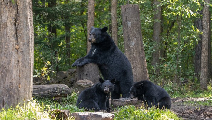 Papier peint  Paysage de la forêt avec une famille d'ours