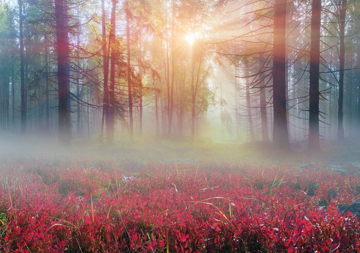 Papier peint  Paysage de la forêt et plantes rouges