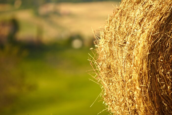 Papier peint  Paysage de la Toscane avec balles de foin