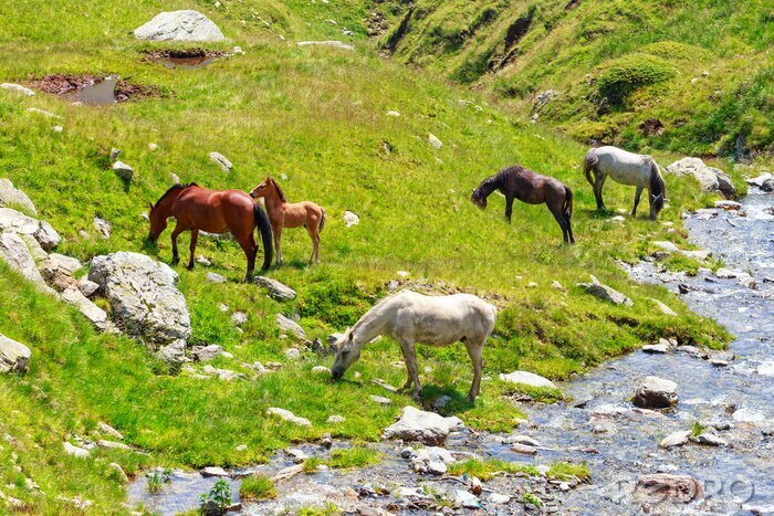 Papier peint  Paysage de montagne avec des chevaux
