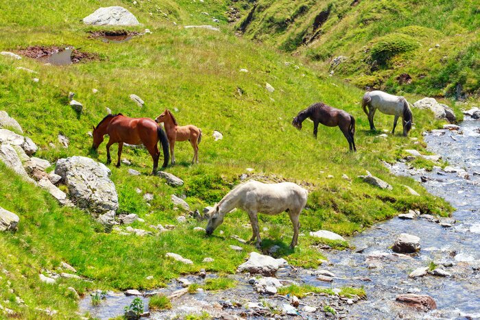 Papier peint  Paysage de montagne avec des chevaux