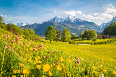 Paysage de montagne idyllique dans les Alpes avec des prés en fleurs au printemps