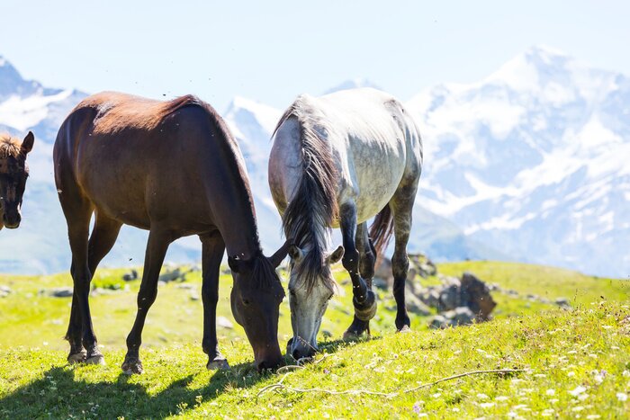 Papier peint  Paysage de montagnes avec les chevaux