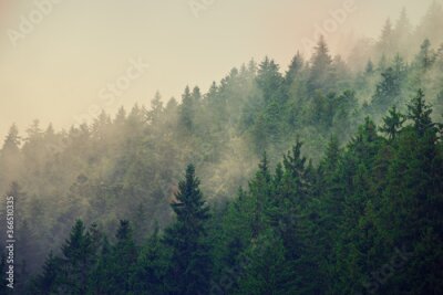 Papier peint  Paysage de pente de montagne brumeuse
