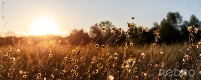 Papier peint  Paysage de prairie d’automne au coucher du soleil