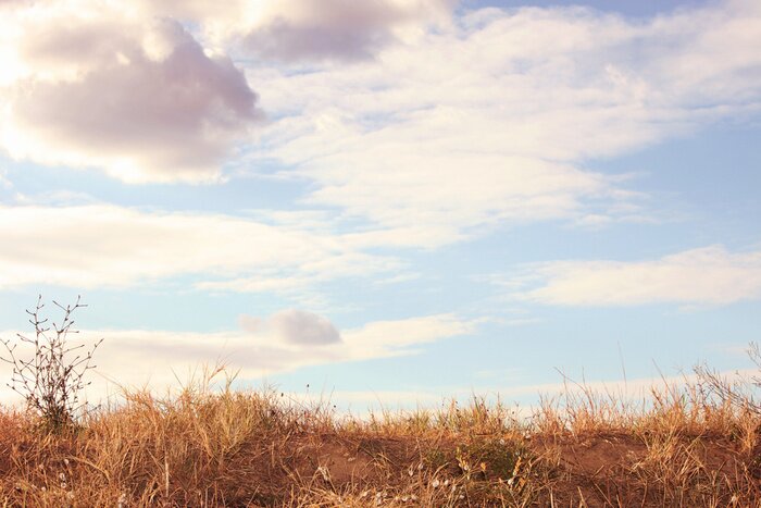 Papier peint  Paysage de prairie de printemps