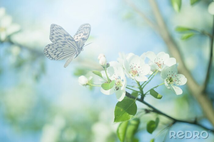 Papier peint  Paysage de printemps et papillon