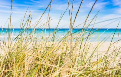 Papier peint  Paysage d’herbe sur une plage de sable avec vue sur la mer