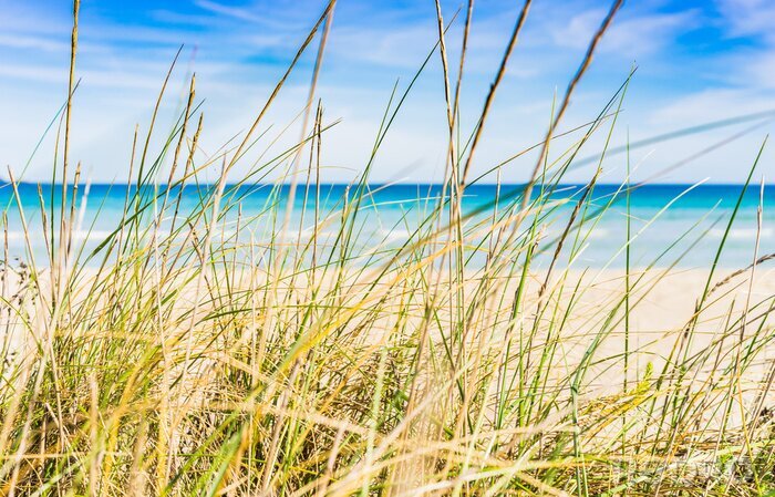 Papier peint  Paysage d’herbe sur une plage de sable avec vue sur la mer