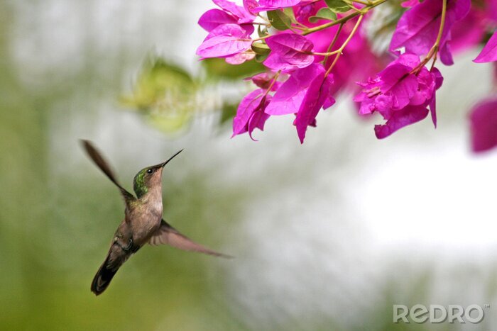 Papier peint  Paysage fleuri avec colibri