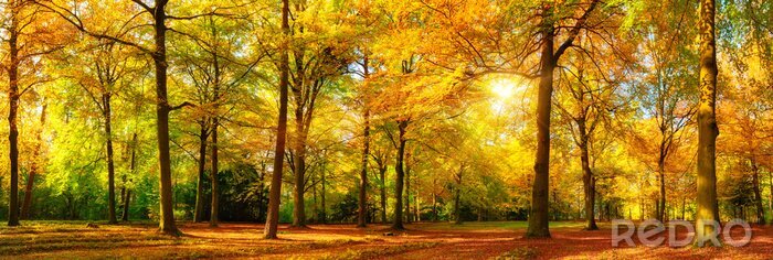 Papier peint  Paysage forestier aux feuilles dorées