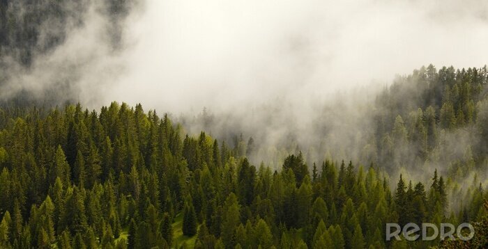 Papier peint  Paysage forestier panoramique