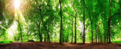 Papier peint  Paysage forestier par une journée ensoleillée