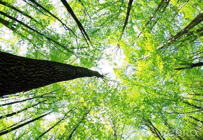 Papier peint  Paysage forestier vu d'en bas