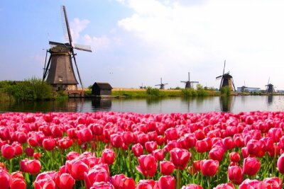 Paysage hollandais avec des tulipes