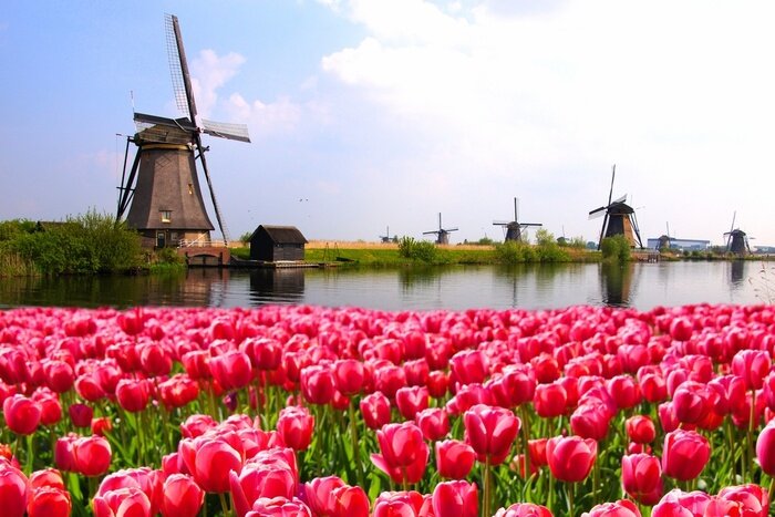 Papier peint  Paysage hollandais avec des tulipes