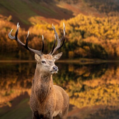 Paysage majestueux avec un cerf