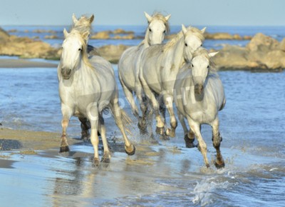 Papier peint  Paysage marin avec des chevaux