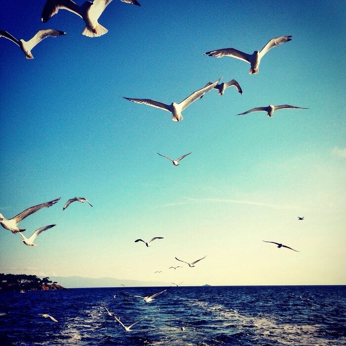 Papier peint  Paysage marin avec des oiseaux