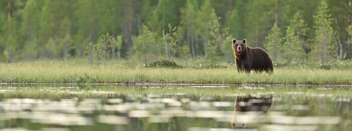 Papier peint  Paysage panoramique avec un ours