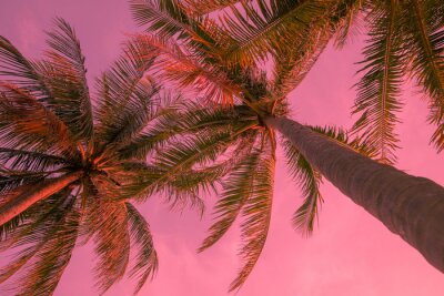 Papier peint  Paysage rose au coucher du soleil avec palmiers
